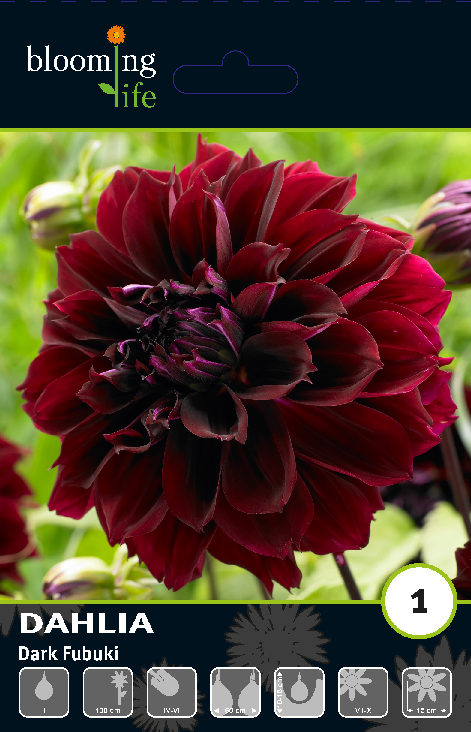 Георгина фимбриата Дарк Фубуки